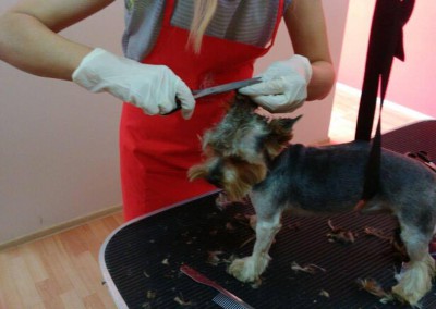 Kurs groomerski - uczestnicy szkolenia strzyżenia psów (2)